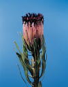 Botanical Flower Name Protea neriifolia