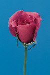 Botanical Flower Name Rose Lavanda