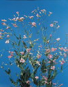 Botanical Flower Name Saponaria vaccaria