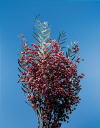 Botanical Flower Name California pepperberry