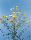Botanical Flower Name Solidaster hybrid