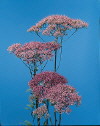 Botanical Flower Name Trachelium caeruleum