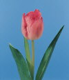 Botanical Flower Name Tulipa hybrid