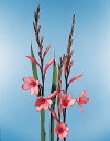 Common Flower Name Watsonia